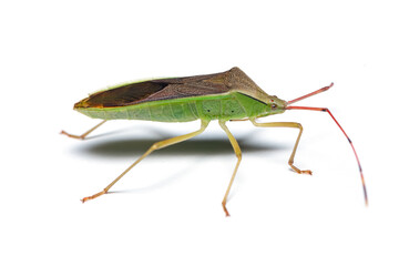 Slender Rice Bug, sciencetific name is Cletus trigonus isolated on white background