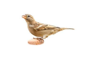 Female House Sparrow isolated on white background