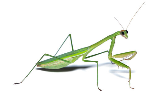 A praying mantis isolated on white background