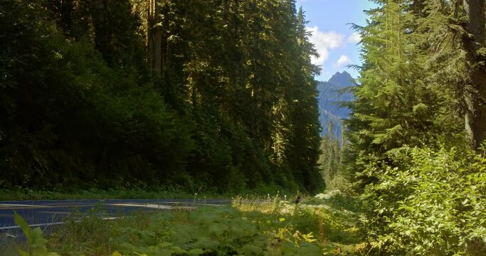 locked long shot of a mountain road between rows of trees, at the end a sunny blue sky with view of a mountain peak. sun dapples on shoulder's greenery