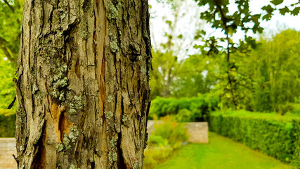 Sommer Frühling grün Garten Park Landschaft Natur Baum und Rinde im Vordergrund Hecken Wiese Rasen Bäume Büsche im Hintergrund Stille Frieden Erholung Waldbaden erholen abschalten entspannen Urlaub