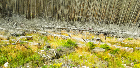Nationalpark Harz Wald Waldsterben abgestorbene Bäume Baum grau braun, Fichten Nadelholz...