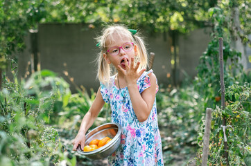 Little girl picking ripe yellow tomatoes, harvest time in vegetable garden