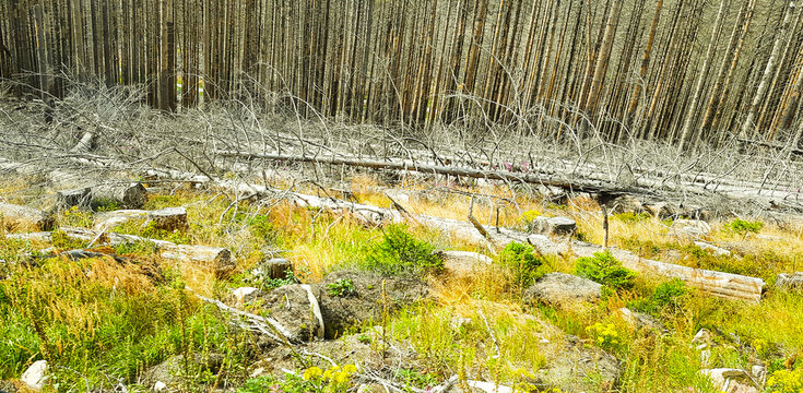 Nationalpark Harz Wald Waldsterben abgestorbene B&auml;ume Baum grau braun, Fichten Nadelholz Nadelb&auml;ume Gebirge, Mittelgebirge Urlaub Naturschutz Natur Baumgruppe Borkenk&auml;fer Forst- Wirtschaft Umwelt-