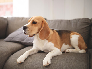 Beagle dog lies on a gray sofa