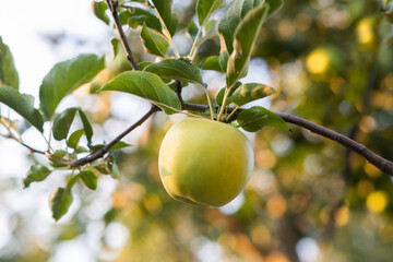Green apple in a tree during autumn