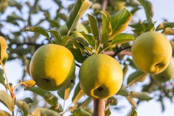 Green apple in a tree during autumn