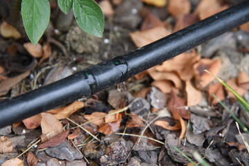 Bushes drip irrigation system. Pvc tube or drip pipe with clean water drop trickle through the hole.