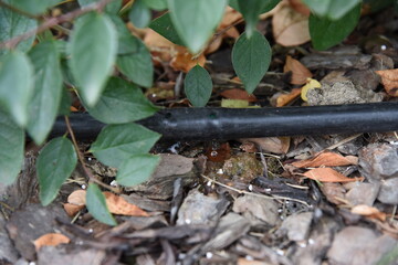 Bushes drip irrigation system. Pvc tube or drip pipe with clean water drop trickle through the hole.