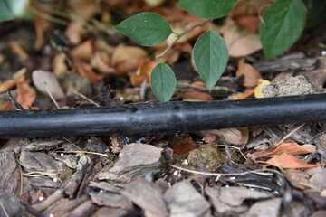 Bushes drip irrigation system. Pvc tube or drip pipe with clean water drop trickle through the hole.