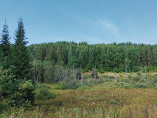 lowland near a green dense forest against a blue sky