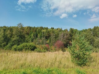 field near green forest on a background of blue sky with clouds on a sunny day