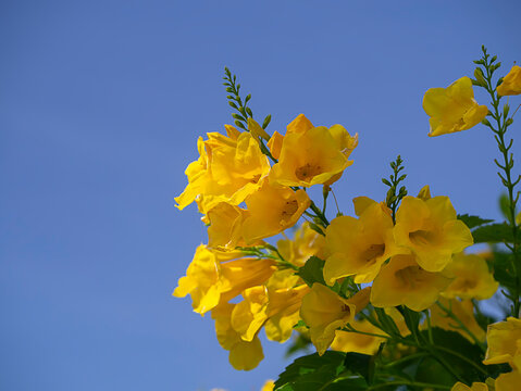 Close Up Yellow Elder, Trumpetbush Flower.