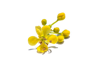 Close up flower of Cassod tree or Senna siamea on white background.