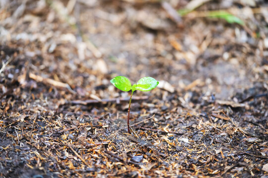 Closeup image of a small plant growing on the ground