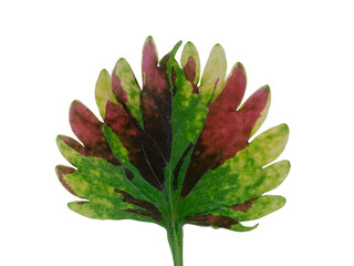 Close up of Coleus or painted nettle tree.