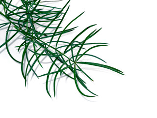 Close up of Shatavari plant on white background.