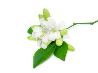 White flower of Orange Jessamine, Satin wood, Murraya exotica tree.