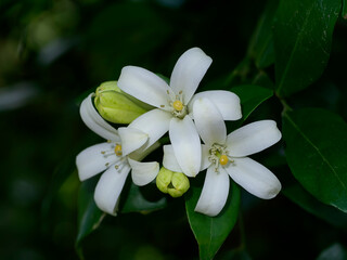 White flower of Orange Jessamine, Satin wood, Murraya exotica tree.