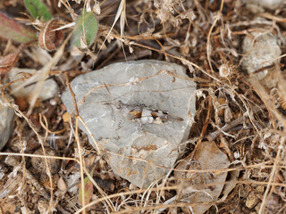 Criquet à ailes bleues ou Oedipode bleuâtre (Oedipoda caerulescens) à coloration cryptique gris brun, bandes noires sur ailes. Ailes bleu turquoise en vol et pattes postérieures gris bleu