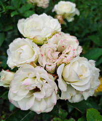 вush of blooming white roses on a background of green foliage, close-up