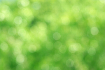 Naklejka na ściany i meble Abstract green bokeh of blurry green foliage in the sunlight for background or banner