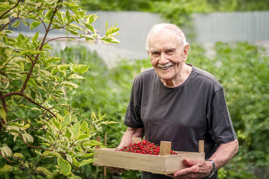 old man holds a wooden box with a red berry. A gray-haired old man is working in the garden, harvesting crops. Happy grandfather smiles