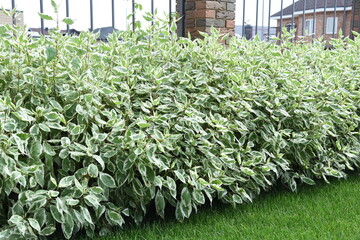 Hedge of young dogwood bushes with bicolor leaves and red branches along the metal fence with brick...