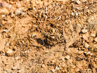 (Oedipoda caerulescens) L’œdipode turquoise ou Criquet à ailes bleues à coloration brun tapi sur un sol calcaire de Provence