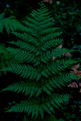 Dark green fern leaf in the forest.