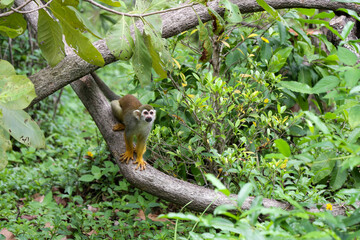 Squirrel monkey, Saimiri oerstedii, sitting on the tree trunk with green leaves