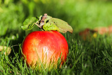 Red yellow apple on a background of green grass on a sunny autumn day