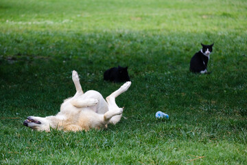 Obraz na płótnie Canvas A Stray Dog is lying down on green grass in a funny way and two cats are watching it.