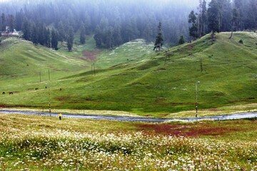 Beautiful view of meadows in Gulmarg, Kashmir, India.