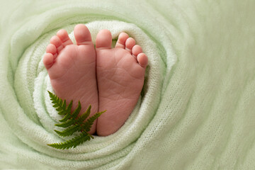foot of the newborn baby. copy space, green background, Summer concept. fern. Selective focus