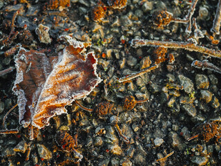 Dried brown leaf covered with frost on the ground, top down view. Winter theme background, Copy space