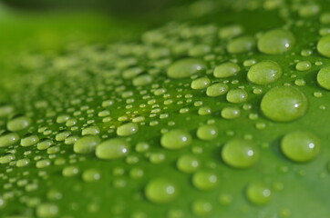 水滴の付いた葉