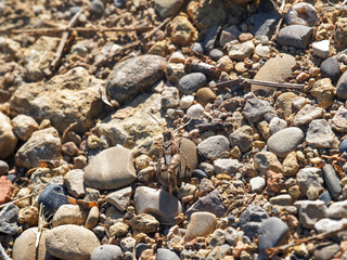 L’œdipode turquoise ou Criquet à ailes bleues (Oedipoda caerulescens)
