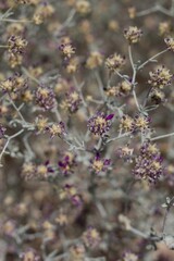 Spike like inflorescences of purple bloom on Dyebush, Psorothamnus Emoryi, Fabaceae, native hermaphroditic perennial subshrub in Joshua Tree National Park, Southern Mojave Desert, Springtime.