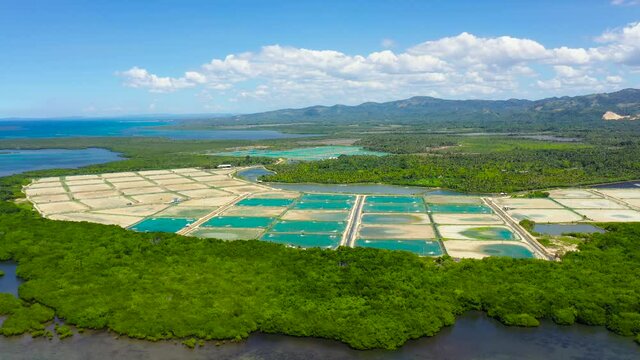 Shrimp Pond and Shrimp Farm. Bohol, Philippines. Ponds for shrimp farming.
