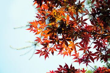 the maple leaves begin to turn red   in Autumn