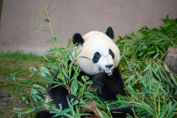 Fototapeta premium giant panda eating bamboo