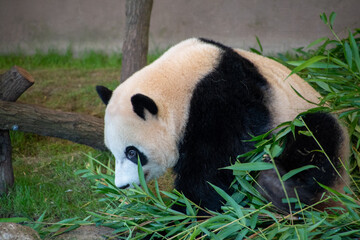 giant panda eating bamboo