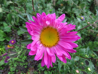 Obraz premium flowers