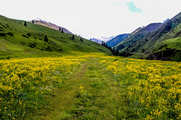 Obraz premium gorge meadow in summer