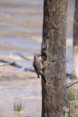 bird on a tree