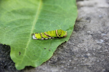 green caterpillar on leaf