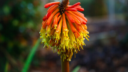 Beautiful multicolored flower blooming in spring