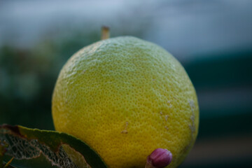 Close up of  maturing lemon and its dimples