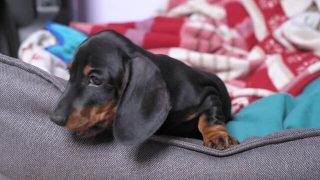 Little naughty dachshund puppy is lying in pet bed and gnawing on furniture. Fangs of baby dog grow and itch, new home and family for adopted kid.
